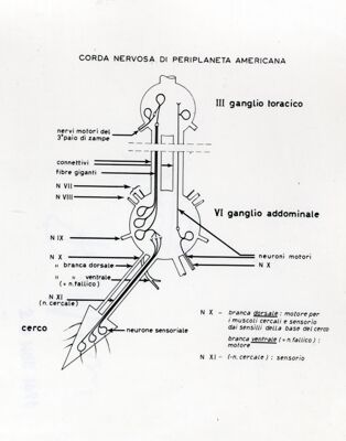 Schema del sistema nervoso dello scarafaggio Periplaneta americana