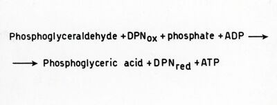 Ossidazione dell'aldeide fosfoglicerica ad acido fosfogligerico