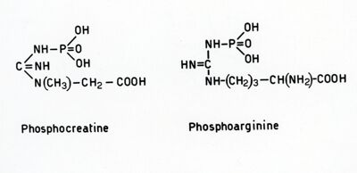 Formule della fosfocreatina e della fosfo arginina