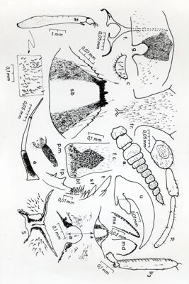 Quadro sinottico dei principali caratteri anatomici di larva e adulto di dittero Simulide