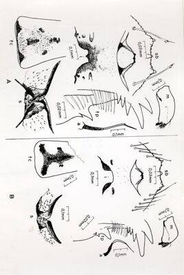 Quadro sinottico dei principali caratteri anatomici della larva di dittero Simulide