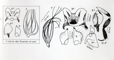 Quadro sinottico dei principali caratteri anatomici della pupa e dell'adulto di una specie di dittero Simulide nella forma tipica del Ruanda Urundi