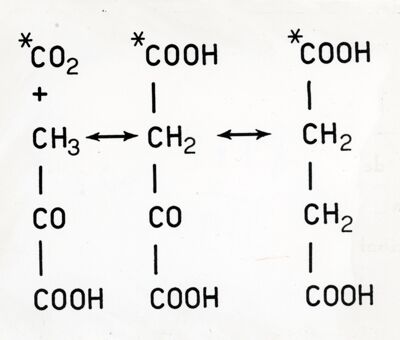 Formazione di acido succinico marcato a  partire da  anidride carbonica marcata e da acido piruvico