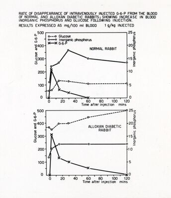 Osservazioni sul metabolismo in vivo  e in vitro  di alcuni esoso-fosfati negli animali normali e diabetici per allossana