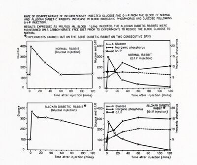 Osservazioni sul metabolismo in vivo e in vitro  di alcuni esoso-fosfati negli animali normali e diabetici per allossana