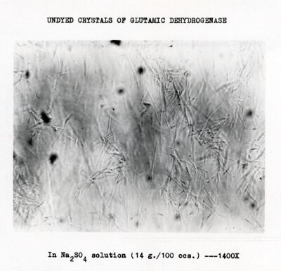 Lavoro sulla cinetica e sulle reazioni di equilibrio della deidroginasi cristallina dell'acido glutammico