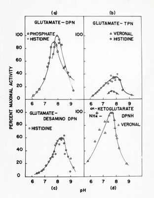 Lavoro sulla cinetica e sulle reazioni di equilibrio della deidrogenasi cristallina dell'acido glutammico