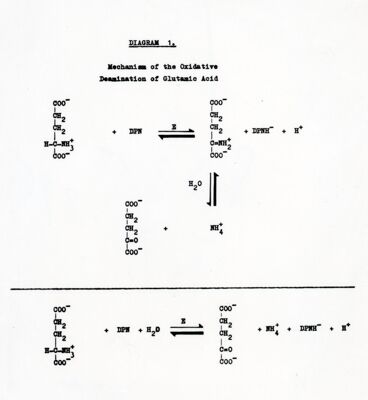 Lavoro sulla cinetica e sulle reazioni di equilibrio della deidrogenasi cristallina dell'acido glutammico