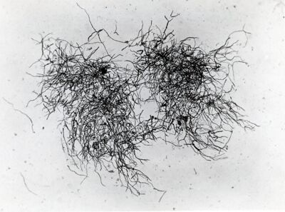 Forme di Penicilium Chrysogenum in coltura sommersa