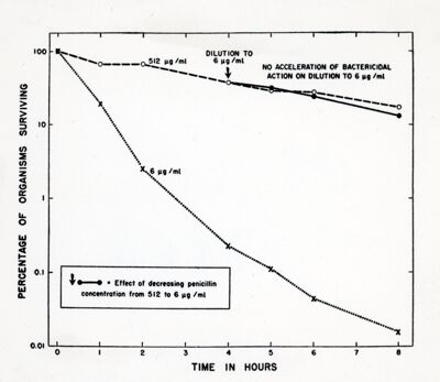 Effetto della concentrazione della Penicillina sull'azione battericida