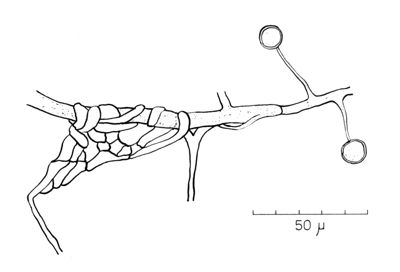 Haplosporangium Sp. Nov.