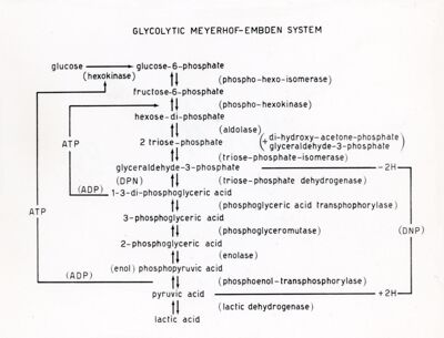 Schema Glicolitico (Metabolismo di Carboidrati)