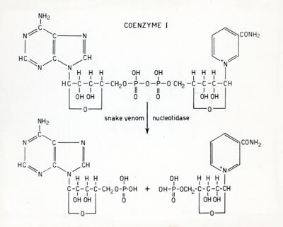 Azione della Nucleotitasi sul coenzima I