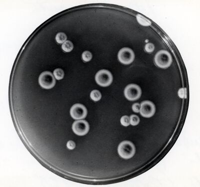 Mutanti citoplasmatici di penicillina