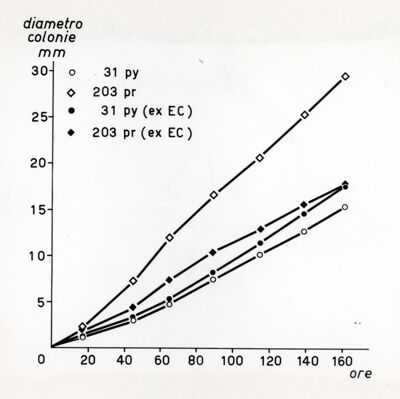 Fattore citoplasmatico in Penicillium