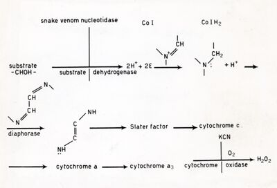 Meccanismo di ossidazione biologica