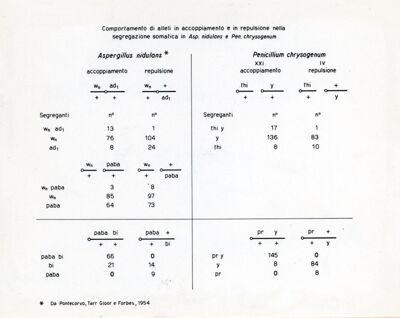 Segregazioni in Penicillium