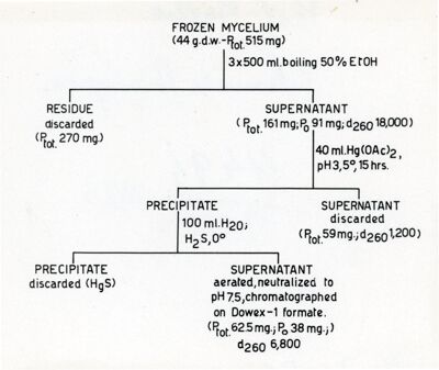 Nucleotidi del Penicillium Chrysogenum