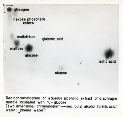 Metabolismo del glucosio nel diaframma di ratto