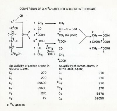 Trasformazione del glucosio in citrato