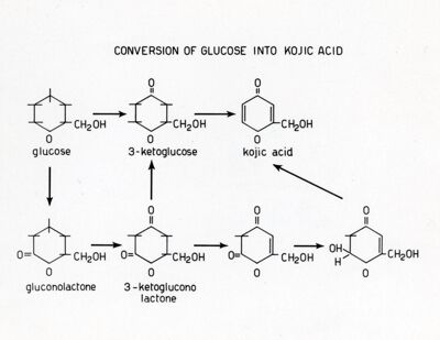 Trasformazione del glucosio in acido koico