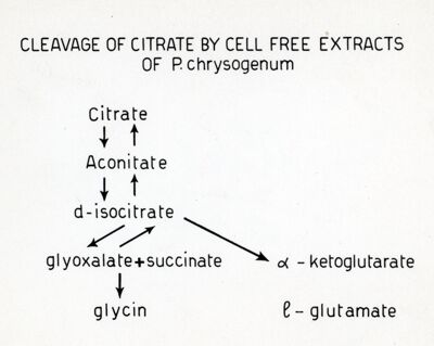 Decomposizione del citrato da P. Crysogenum