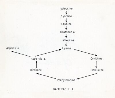 Bacitracina A.