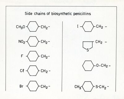 Catene laterali di Penicillina biosintetche