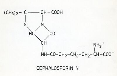 Cefalosporina N.