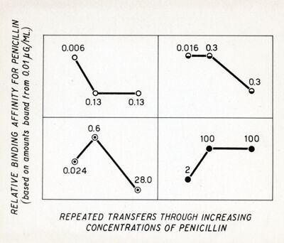 Binding affinity for  penicillin in relation to repeated transfers through increasing concentrations of penicillin