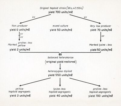 Yields of Penicillin with various strain