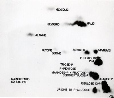 Cromatogramma di un estratto di alghe indicante l'assorbimento del radiocarbonio durante la fotosintesi