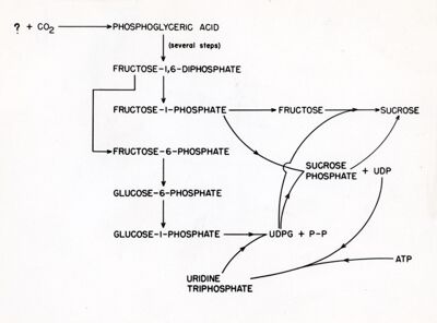 Meccanismo proposto per la formazione del sucrosio con uridina-difosfoglucosio