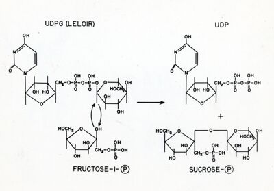 Reazione dell' uridina-difosfoglucosio con il fruttosio-difosfato