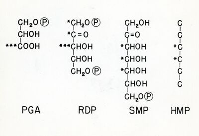 Distribuzione del carbonio radioattivo in alcuni zuccheri