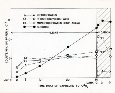 Effetti di luce ed oscurità sulle concentrazioni dei fosfati e del sucrosio