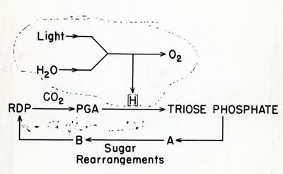 Schema ciclico suggerito per le relazioni nella fotosintesi