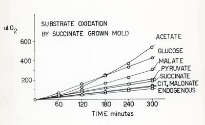 Osservazione sul metabolismo di acido acetico nella muffa Penicillium Chrysogenum Q/176