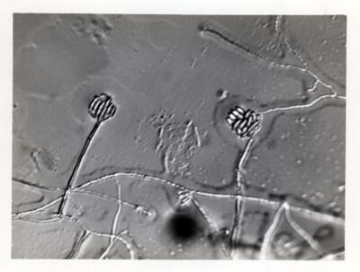 Cephalosporium serrae. Tre diverse tipologie.