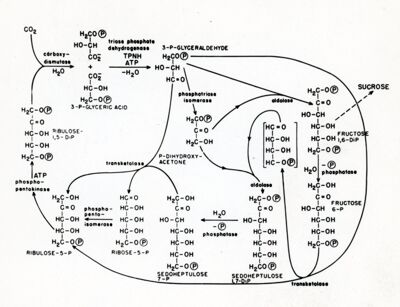 Il completo ciclo fotosintetico del carbonio