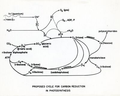 Ciclo proposto per la riduzione del carbonio in fotosintesi