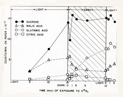 Effetto di luce e oscurità sulla formazione del sucrosio (saccarosio) acido malico, acido glutammico ed acido citrico