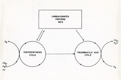 Relazioni schematiche tra il ciclo dell'acido tricarbossilico e prodotti di immagazzinamento nella pianta