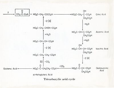 Ciclo dell'acido tricarbossilico