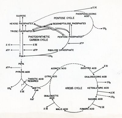 Alcune reazioni tra il ciclo fotosintetico ed il ciclo respiratorio