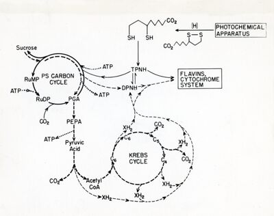 Diagramma della proposta natura dell'apparato fotochimico e sue reazioni con altre funzioni