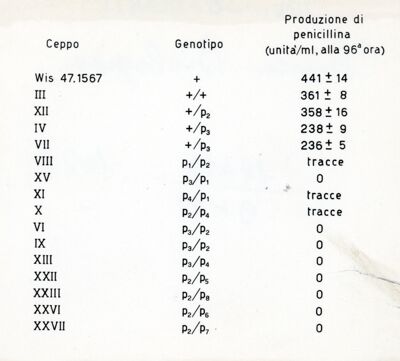 Genetica della produzione di Penicillina