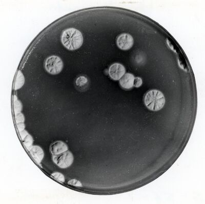 Metodo di rilevazione di una attività da colonie di Penicillium Chrysogenum