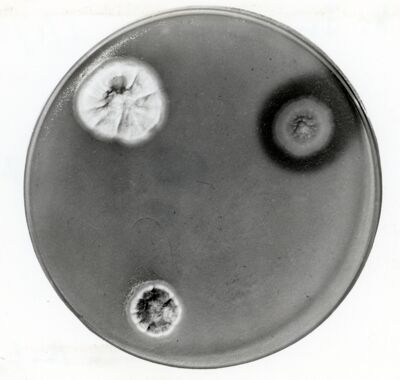 Piastra Petri con mutanti di  Penicillium Chrysogenum