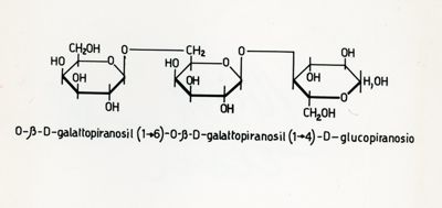 Struttura di un trisaccaride sintetizzato da Penicillium Chrysogenum